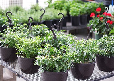 Perez Nursery